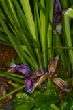 Iris foetidissima RCP6-06 030.jpg